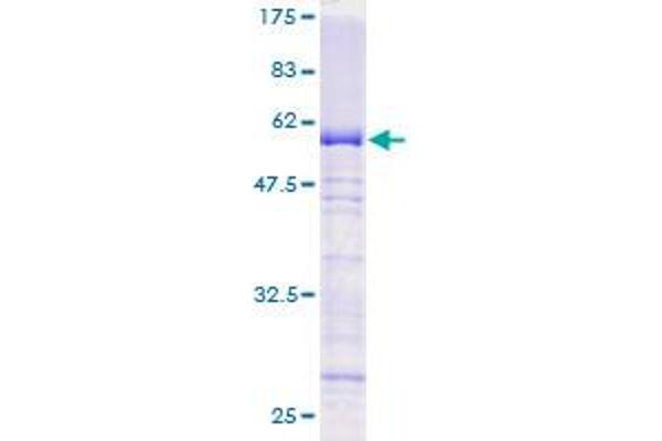 GTF2E2 Protein (AA 1-291) (GST tag)