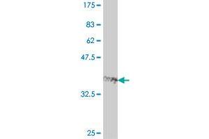 Western Blot detection against Immunogen (38. (FOXQ1 antibody  (AA 110-219))