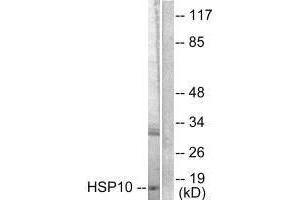 Western blot analysis of extracts from NIH/3T3 cells, using HSP10 antibody. (HSPE1 antibody)