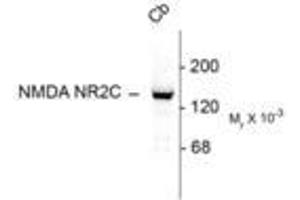Image no. 1 for anti-Glutamate Receptor, Ionotropic, N-Methyl D-Aspartate 2c (GRIN2C) (N-Term) antibody (ABIN305685) (GRIN2C antibody  (N-Term))