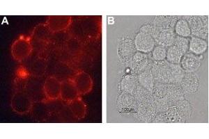 Expression of DAT in rat PC12 cells - Cell surface detection of DAT in live intact rat pheochromocytoma PC12 cells. (SLC6A3 antibody  (2nd Extracellular Loop))