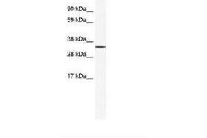 Image no. 1 for anti-Transcription Elongation Factor A Protein 1 (TCEA1) (AA 112-161) antibody (ABIN202195) (TCEA1 antibody  (AA 112-161))