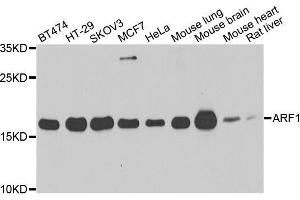 Western blot analysis of extracts of various cell lines, using ARF1 antibody. (ARF1 antibody)