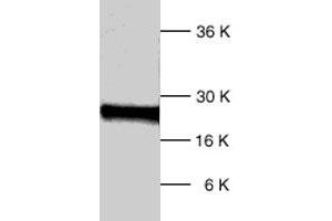 Western blot analysis of human DIABLO polyclonal antibody  expression in HL-60 whole cell lysates. (DIABLO antibody  (C-Term))