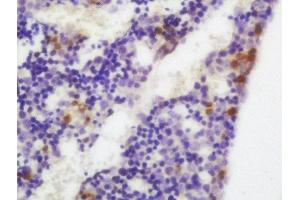 Formalin-fixed and paraffin embedded mouse embryo labeled with Anti-XBP1 Polyclonal Antibody, Unconjugated  at 1:200 followed by conjugation to the secondary antibody and DAB staining (XBP1 antibody  (AA 51-150))