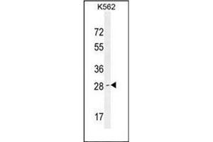 Western blot analysis of OR52D1 Antibody (C-term) in K562 cell line lysates (35ug/lane). (Q9H346 (AA 251-281), (C-Term) antibody)