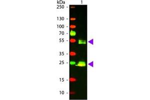 Image no. 1 for Goat anti-Rat IgG (Whole Molecule) antibody (Texas Red (TR)) (ABIN301457) (Goat anti-Rat IgG (Whole Molecule) Antibody (Texas Red (TR)))
