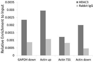Chromatin immunoprecipitation of extracts of 293T cell line, using HDAC3 antibody (ABIN5971166) and rabbit IgG. (HDAC3 antibody)