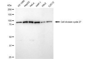 Western blotting analysis using Cell division cycle 27 antibody (ABIN7798007).