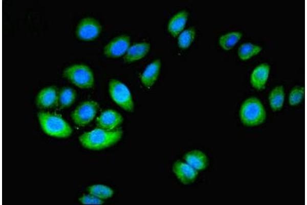 NT5C1A antibody  (AA 1-368)