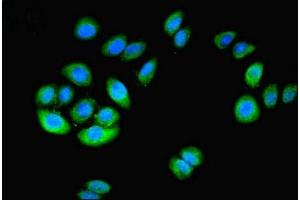 Immunofluorescent analysis of A549 cells using ABIN7149376 at dilution of 1:100 and Alexa Fluor 488-congugated AffiniPure Goat Anti-Rabbit IgG(H+L) (NT5C1A antibody  (AA 1-368))