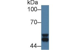 Western Blot; Sample: Mouse Cerebrum lysate; Primary Ab: 1µg/ml Rabbit Anti-Mouse GSK3a Antibody Second Ab: 0. (GSK3 alpha antibody  (AA 122-406))