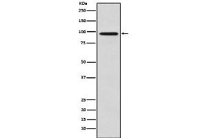 Western blot analysis of Golgin 97 expression in HeLa cell lysate.