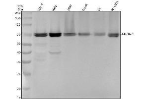 Western blot analysis of ATG16L1 using anti-ATG16L1 antibody (ABIN7604056).