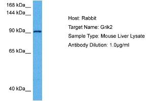 Host: Rabbit Target Name: GRIK2 Sample Tissue: Mouse Liver Antibody Dilution: 1ug/ml (Glutamate Receptor 3 antibody  (Middle Region))
