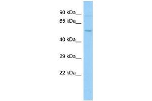 Host: Rabbit Target Name: PARS2 Sample Type: PANC1 Whole Cell lysates Antibody Dilution: 1. (PARS2 antibody  (N-Term))