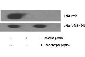 Western Blot (WB) analysis of specific cells using Phospho-c-Myc (T58) Polyclonal Antibody. (c-MYC antibody  (pThr58))