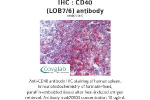 Image no. 1 for anti-CD40 (CD40) antibody (ABIN1723392) (CD40 antibody)