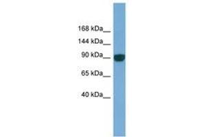 Image no. 1 for anti-Unc-45 Homolog A (UNC45A) (AA 143-192) antibody (ABIN6745687) (UNC45A antibody  (AA 143-192))