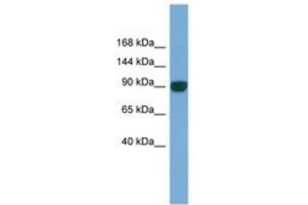 UNC45A 抗体  (AA 143-192)