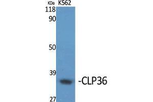 Western Blot (WB) analysis of specific cells using CLP36 Polyclonal Antibody. (PDLIM1 antibody  (Internal Region))