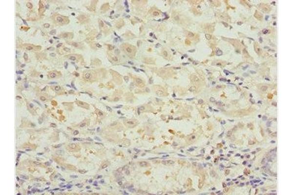 NLE1 antibody  (AA 206-485)