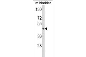 LUM antibody  (N-Term)