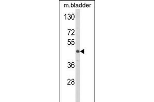 LUM antibody  (N-Term)