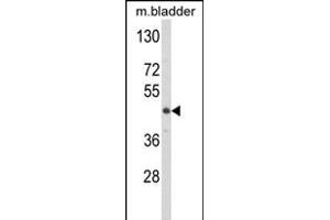 Western blot analysis of LUM Antibody (N-term) (ABIN391881 and ABIN2841701) in mouse bladder tissue lysates (35 μg/lane). (LUM antibody  (N-Term))