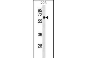 ZBTB7B Antibody (Center) (ABIN1538297 and ABIN2848651) western blot analysis in 293 cell line lysates (35 μg/lane). (ZBTB7B antibody  (AA 315-343))