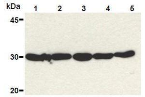 Western Blotting (WB) image for anti-High Mobility Group Box 1 (HMGB1) (Internal Region) antibody (ABIN1449284) (HMGB1 antibody  (Internal Region))