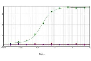 ELISA results of purified Mouse Anti-ERK2 (internal) Monoclonal Antibody tested against BSA-conjugated peptide of immunizing peptide ERK2 internal sequence (green line), as well as ERK2 c-term, ERK1 c-term, and ERK1 n-term. (ERK2 antibody  (Internal Region))