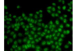 Immunofluorescence analysis of HeLa cells using ID3 antibody. (ID3 antibody)