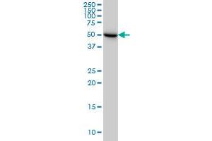 UGP2 monoclonal antibody (M01), clone 3H3 Western Blot analysis of UGP2 expression in HeLa .