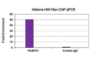 Histone H4K16ac antibody (mAb) tested by ChIP analysis. (Histone H4 antibody  (acLys16))