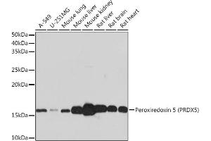 Western blot analysis of extracts of various cell lines, using Peroxiredoxin 5 (PRDX5) (PRDX5) Rabbit mAb (ABIN1680777, ABIN3018335, ABIN3018336 and ABIN7101596) at 1:1000 dilution. (Peroxiredoxin 5 antibody)