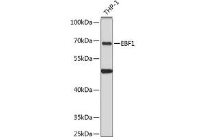 Western blot analysis of extracts of THP-1 cells, using EBF1 antibody  at 1:3000 dilution. (EBF1 antibody  (C-Term))