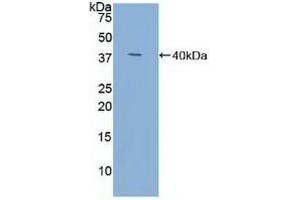 Western blot analysis of recombinant Human TFF3. (TFF3 antibody  (AA 22-94))