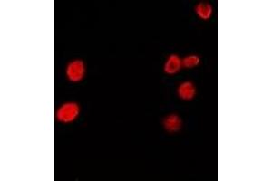 Immunofluorescent analysis of HRP2 staining in A549 cells. (HDGFRP2 antibody)