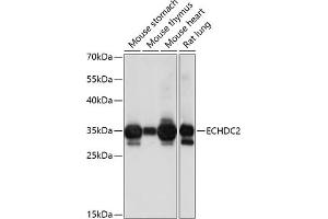 Western blot analysis of extracts of various cell lines, using ECHDC2 antibody (ABIN7266961) at 1:1000 dilution. (ECHDC2 antibody  (AA 1-292))