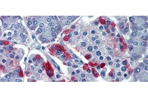 Rabbit Anti-GNAS Antibody  arp42693 Paraffin Embedded Tissue: Human Pancreas Antibody Concentration: 5 ug/ml