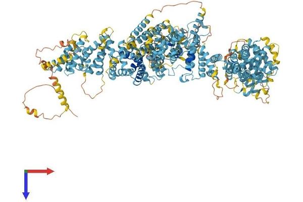 FANCA Protein (AA 1-1439) (His tag)