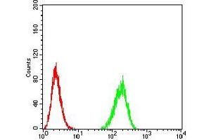 Flow cytometric analysis of Hela cells using BIN1 mouse mAb (green) and negative control (red). (BIN1 antibody  (AA 189-398))