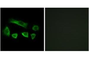 Immunofluorescence analysis of A549 cells, using NT5C1B Antibody. (NT5C1B antibody  (AA 171-220))