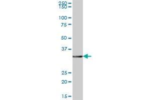 GIMAP7 MaxPab polyclonal antibody. (GIMAP7 antibody  (AA 1-300))
