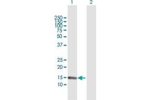 Western Blot analysis of S100A7 expression in transfected 293T cell line by S100A7 MaxPab polyclonal antibody. (S100A7 antibody  (AA 1-101))