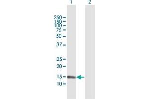 Western Blot analysis of S100A7 expression in transfected 293T cell line by S100A7 MaxPab polyclonal antibody.
