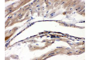 Anti- MAOA Picoband antibody,IHC(P) IHC(P): Mouse Cardiac Muscle Tissue