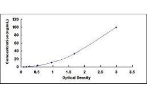 IgA1 ELISA Kit