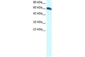 Western Blotting (WB) image for anti-Forkhead Box C2 (MFH-1, Mesenchyme Forkhead 1) (FOXC2) antibody (ABIN2460422) (FOXC2 antibody)